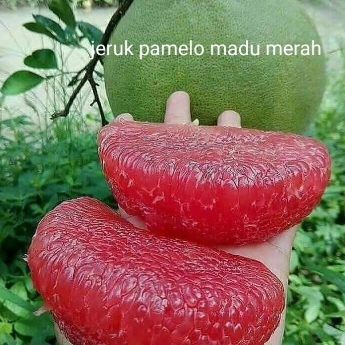 

bibit tanaman buah jeruk red pamelo madu merah okulasi cepat berbuah MANTEP