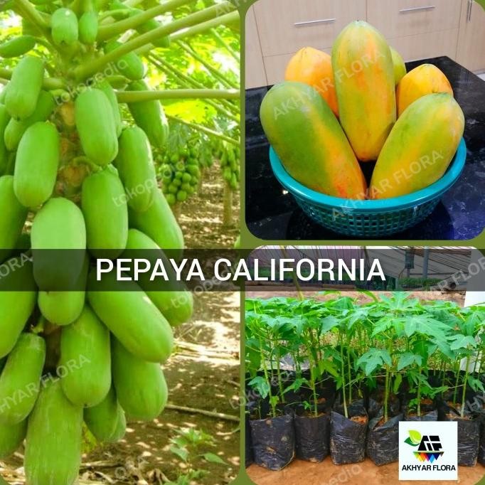Bibit Buah Pepaya California Tanaman Buah Pepaya Calina IPB MANTEP