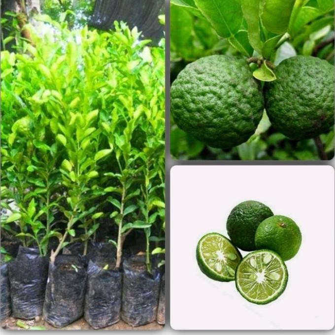 

bibit buah jeruk limo tanaman buah jeruk hasil okulasi MANTEP