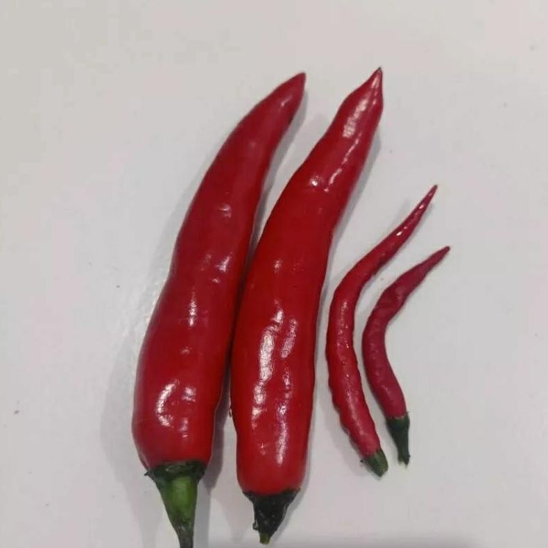 15 biji bibit/benih cabe merah jumbo