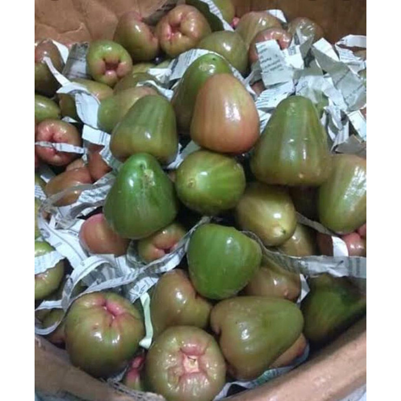 

Jambu air cincalo hijau 1kg
