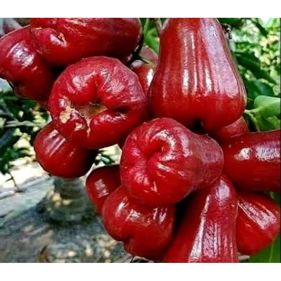 

Jambu air citra 500 gr