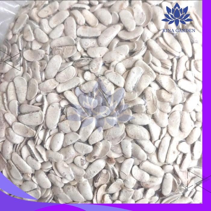 

BIJI MAHONI KUPAS 1KG - BIJI BUAH MAHONI KUPAS PRODUK PILIHAN