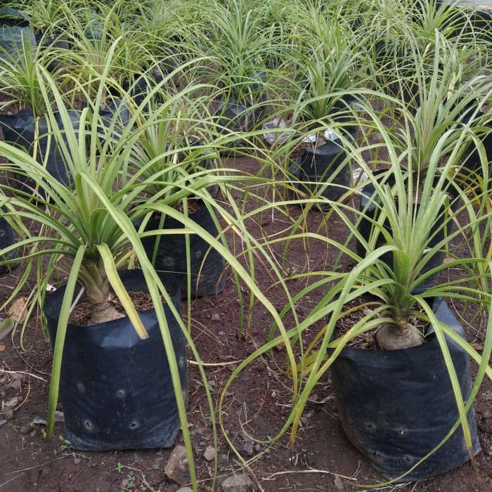 Tanaman Nolina Ponytail Palm -Gratisongkir