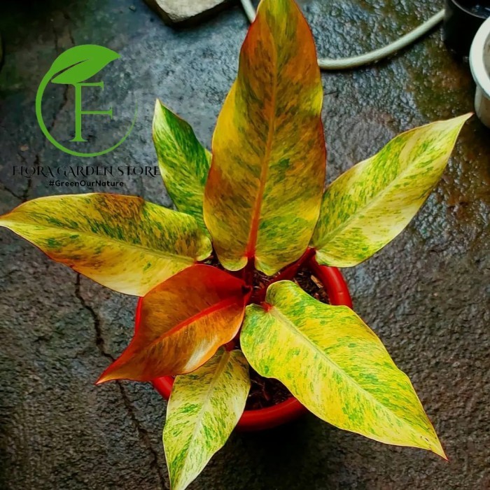 Tanaman Hias Philodendron Orange Marmalade - Philodendron Marmalade -Gratisongkir