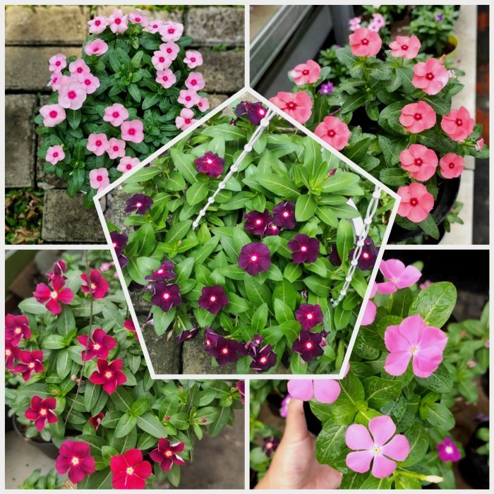 Paket Hemat 5 Pohon Vinca Juntai-Tanaman Hias Hidup -Gratisongkir