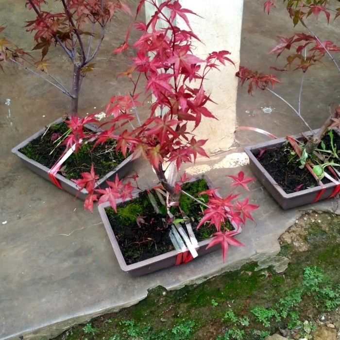 Pohon Maple Jepang Murah -Gratisongkir