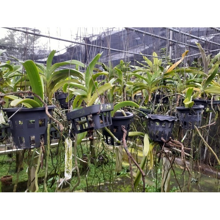 Anggrek Rhynchostylis Gigantea Cartoon -Gratisongkir