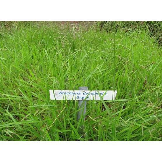 Benih Rumput Pakan Ternak - Bibit Biji Rumput Pakan Ternak Signal -Gratisongkir