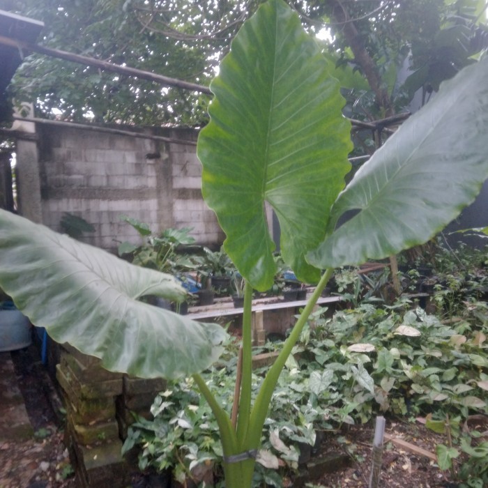 Pohon Keladi Talas Sente Hijau Besar -Gratisongkir