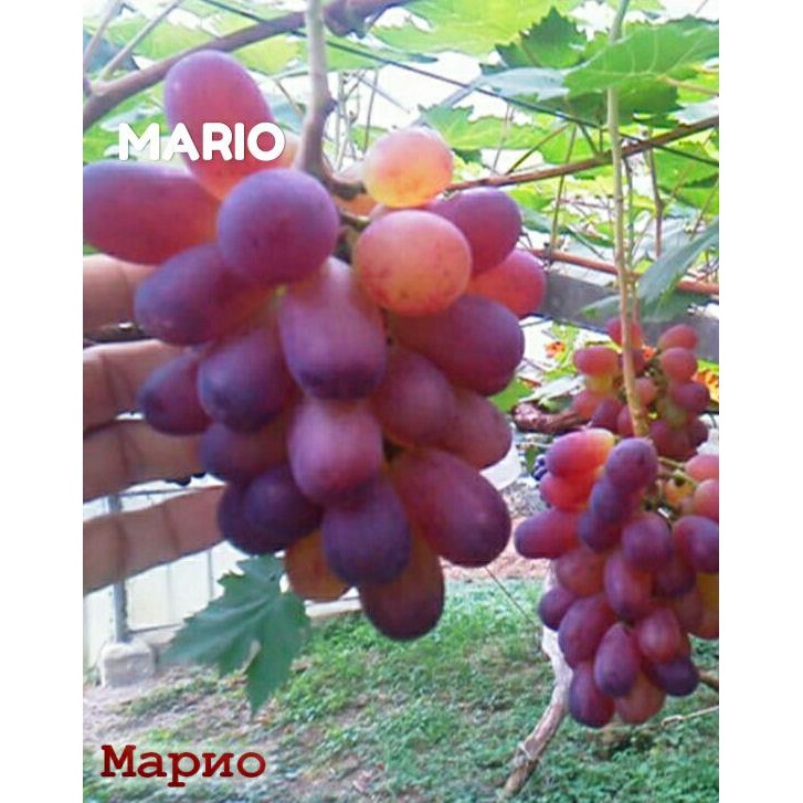 

BIBIT ANGGUR IMPORT MARIO