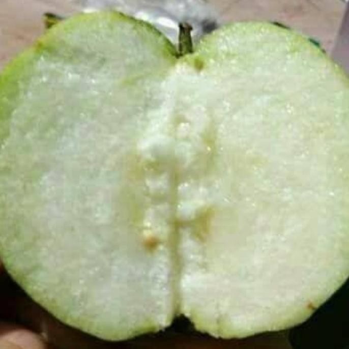 Bibit Jambu Siumik Pala Super Renyah Cepat Berbuah