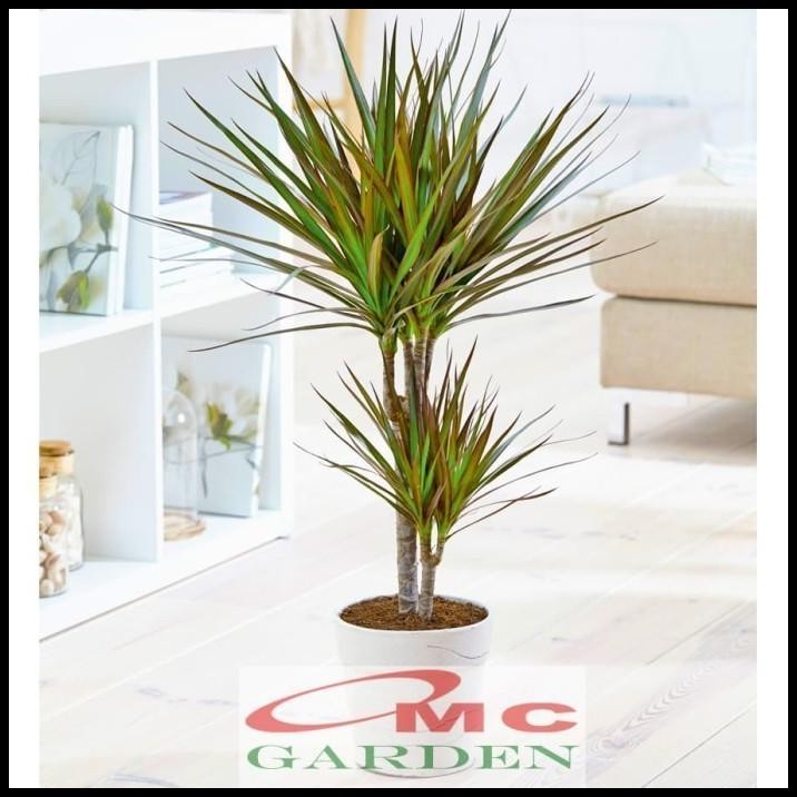 

TERMURAH DRACAENA MARGINATA DRAGON TREE TRICOLOR TRI COLOR HIJAU DMTC-H-125130