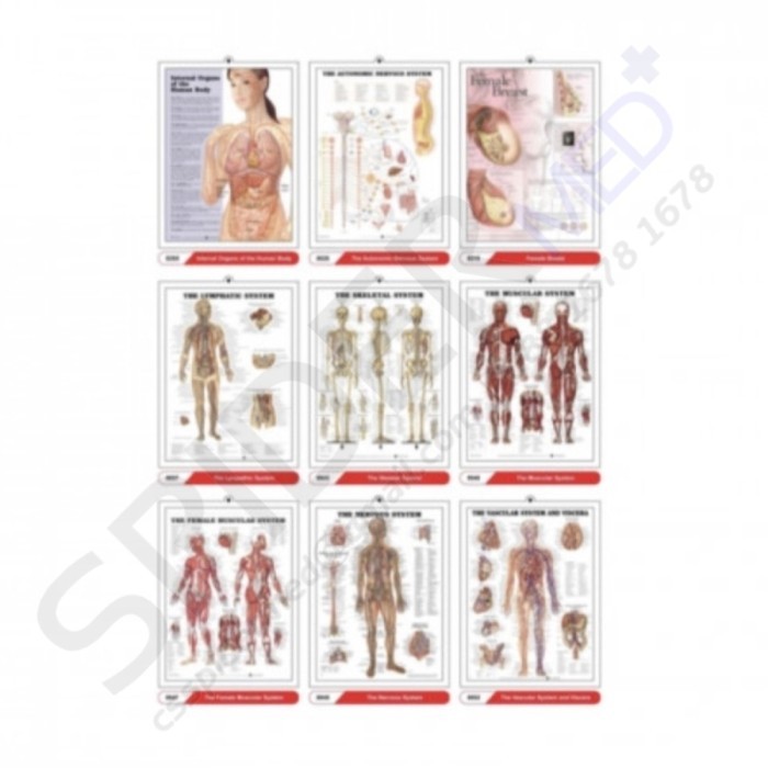 Gambar 3D Anatomical Chart Poster Struktur Anatomi Organ Tubuh Manusia