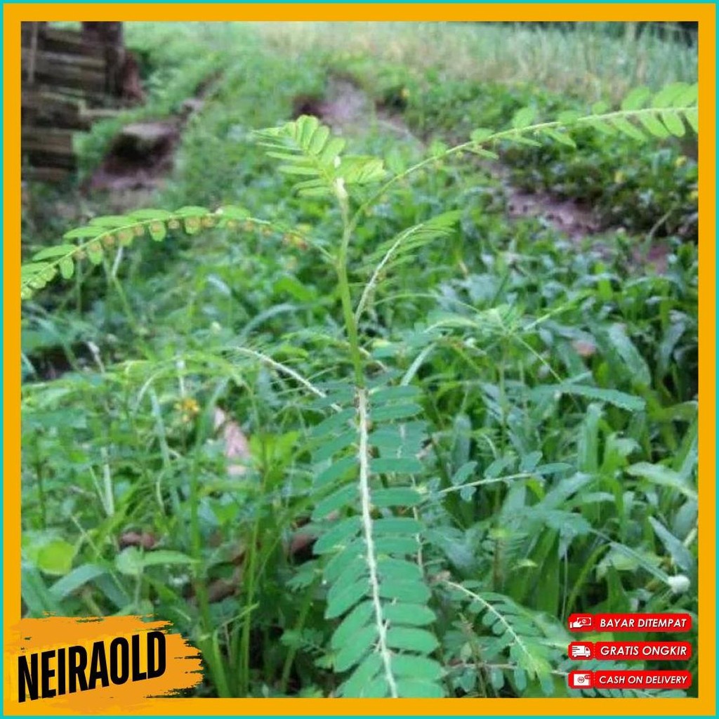 

Daun Meniran Segar 100 Gram (Order Sebelum Ketinggalan)