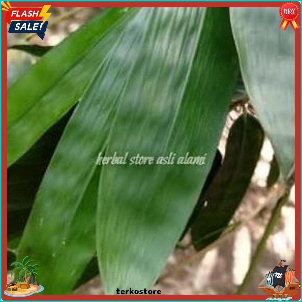 

Daun Bambu Segar Buat Herbal/Bungkus Bacang/Bakcang/Kicang 100 Lbr (6.6)