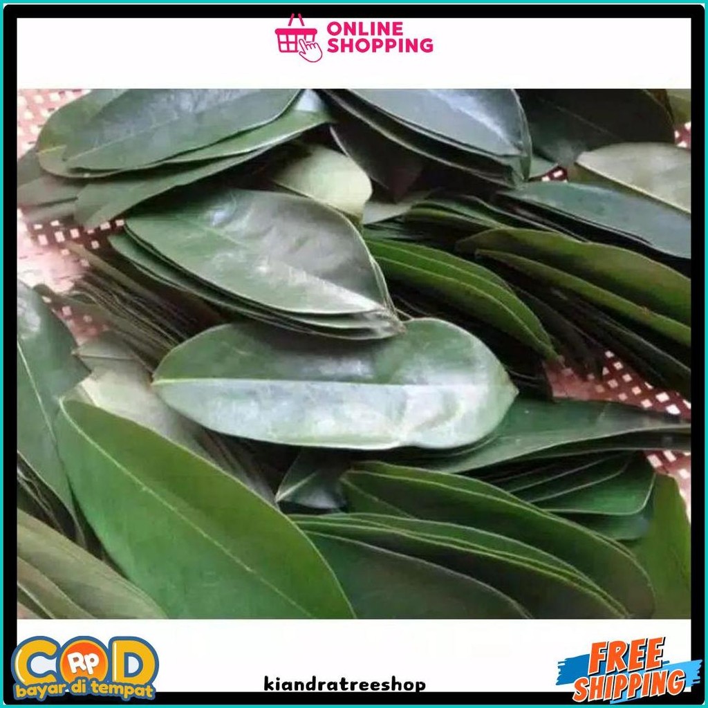 

Daun Sirsak 100 Lembar Anti Kanker Anti Tumor Masih Segar Fresh (Lagi Rame)