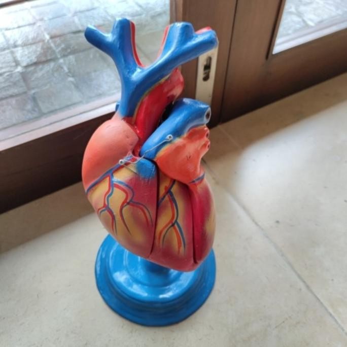 

MODEL JANTUNG MANUSIA / TORSO JANTUNG / ALAT PERAGA BIOLOGI