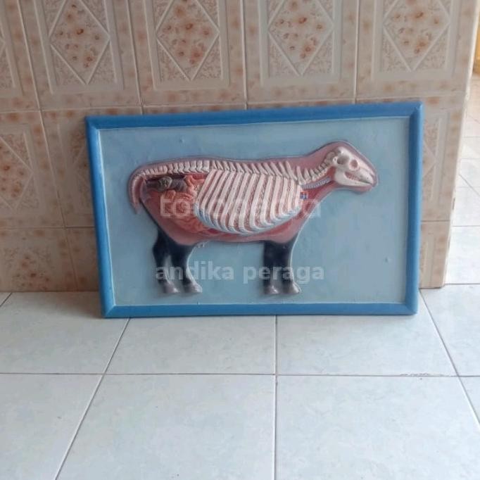 

sapi alat peraga pendidikan model penampang sapi