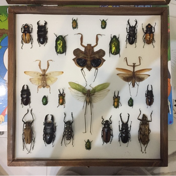 READY STOKKK Insecium / Taxidermy Serangga / Pajangan Serangga