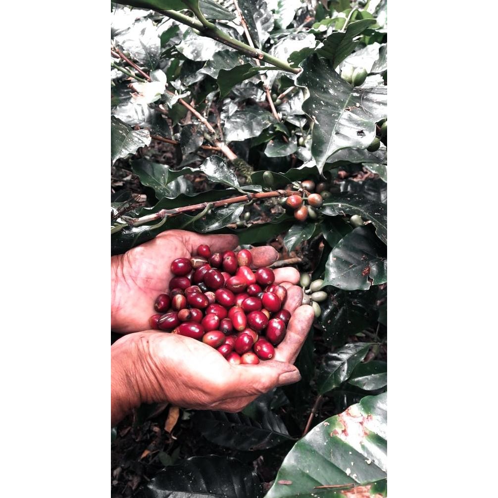 

Kopi Arabika Toraja Sapan | Biji Kopi Single Origin Arabica 200Gr
