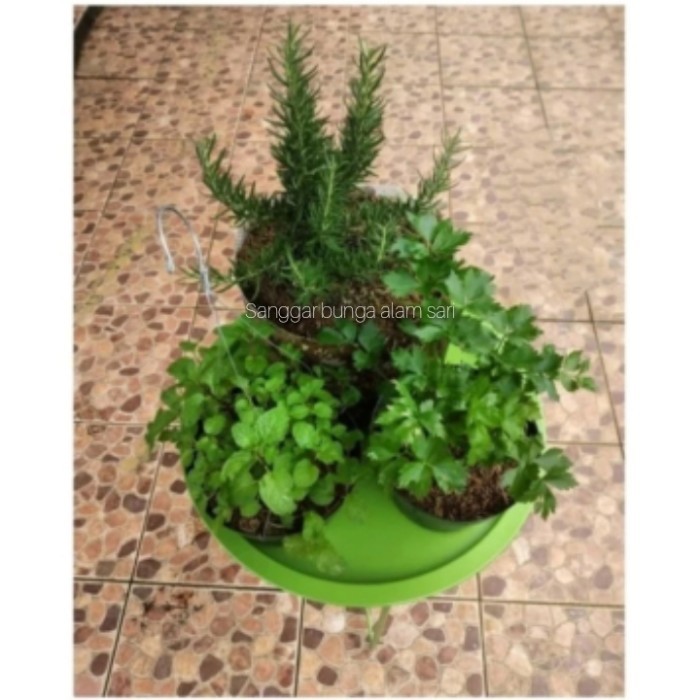 

Paket Hemat 3 Bumbu Masak Daun Nt,Seledri,Rosmery + Pot