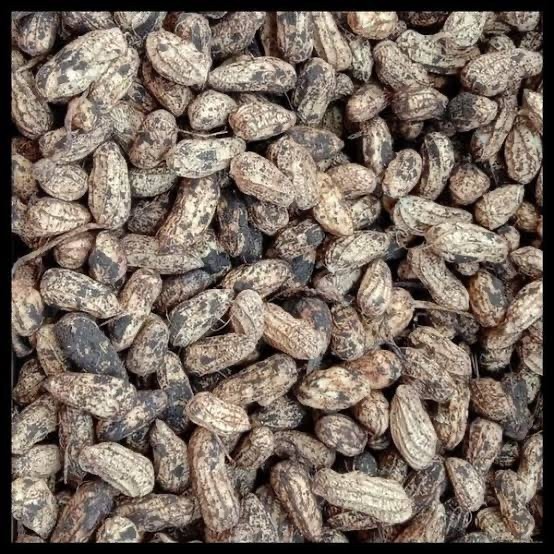 

SALE Kacang tanah kulit