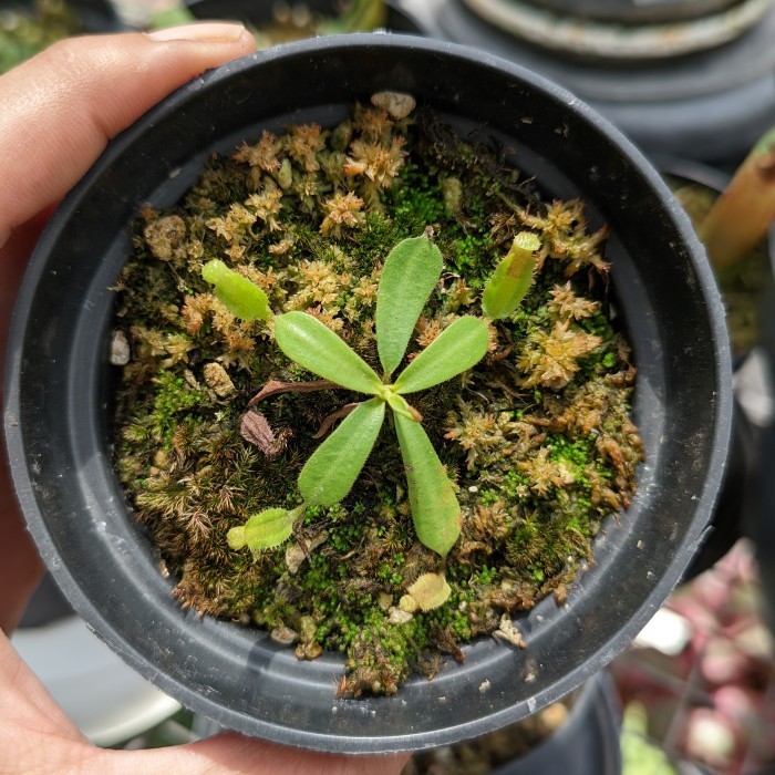 kantong semar nepenthes veitchii lowland seedgrown