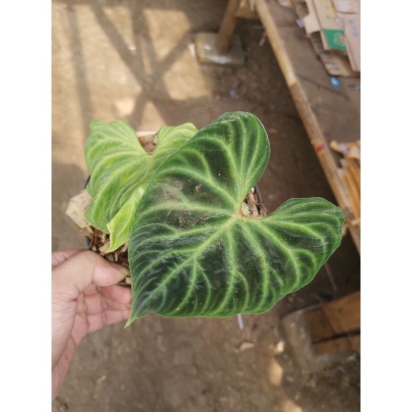 Tanaman bibit Philodendron Verrucosum