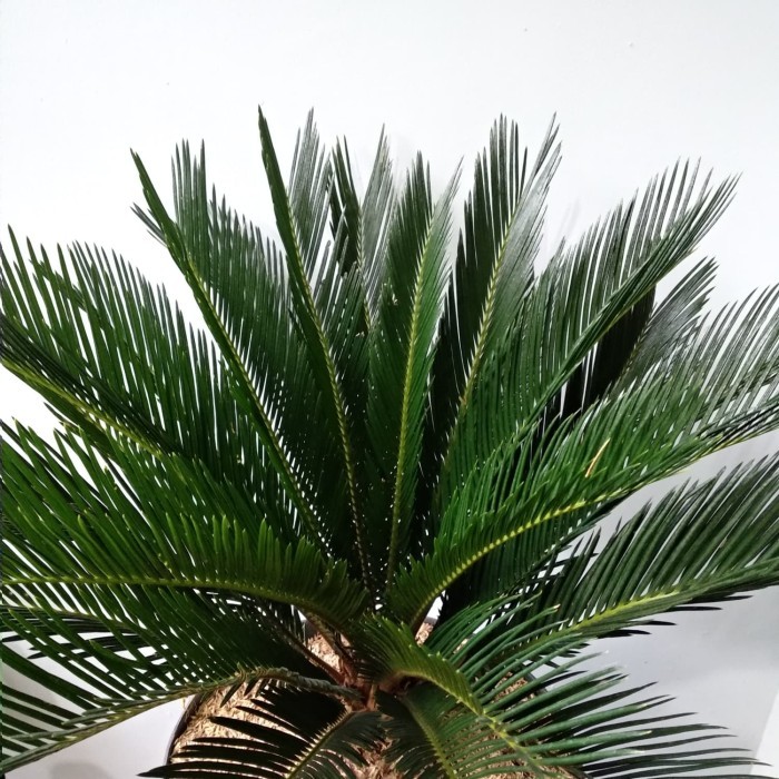 Palem Sikas / Sikas / Cycas / Pohon Sikas