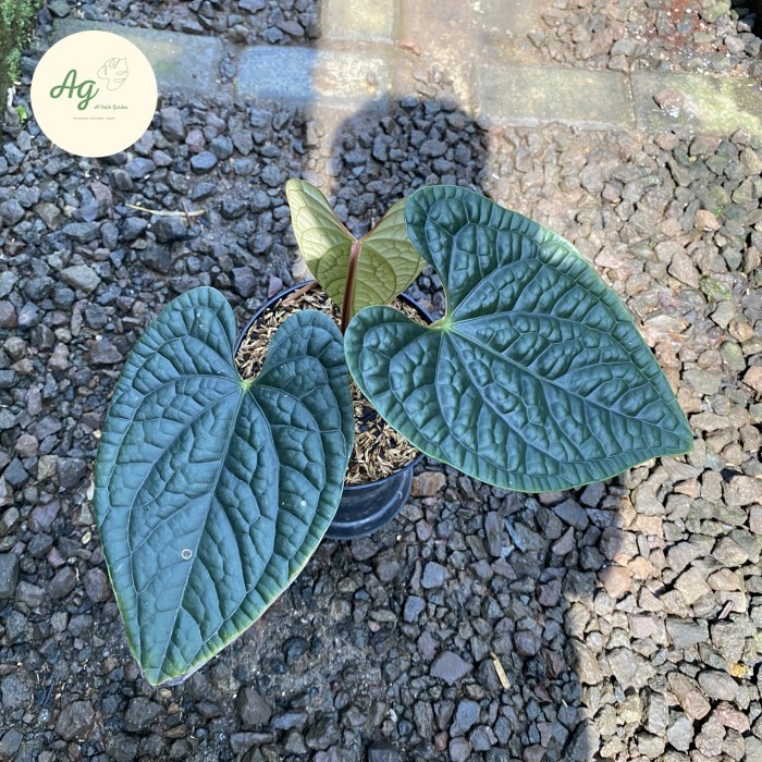 anthurium luxurians ecuador