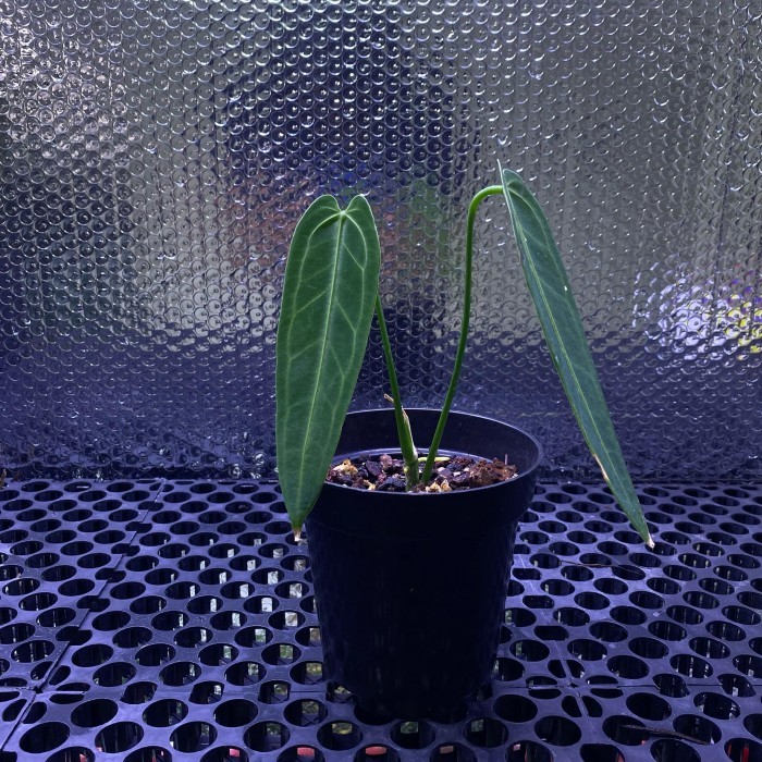 Anthurium Warocqueanum