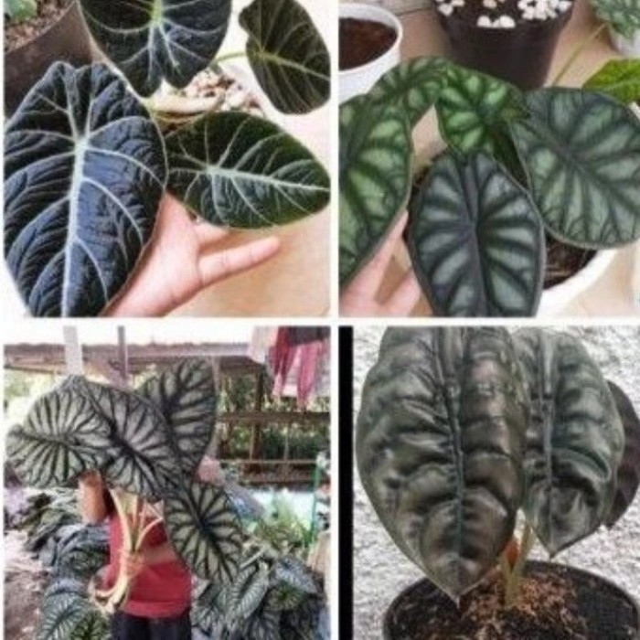 paket tanaman alocasia 4 jenis / tanaman alocasia paket 4 pohon hemat