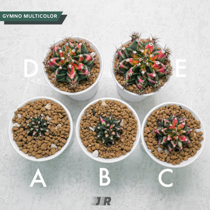 Kaktus Gymno Multicolor