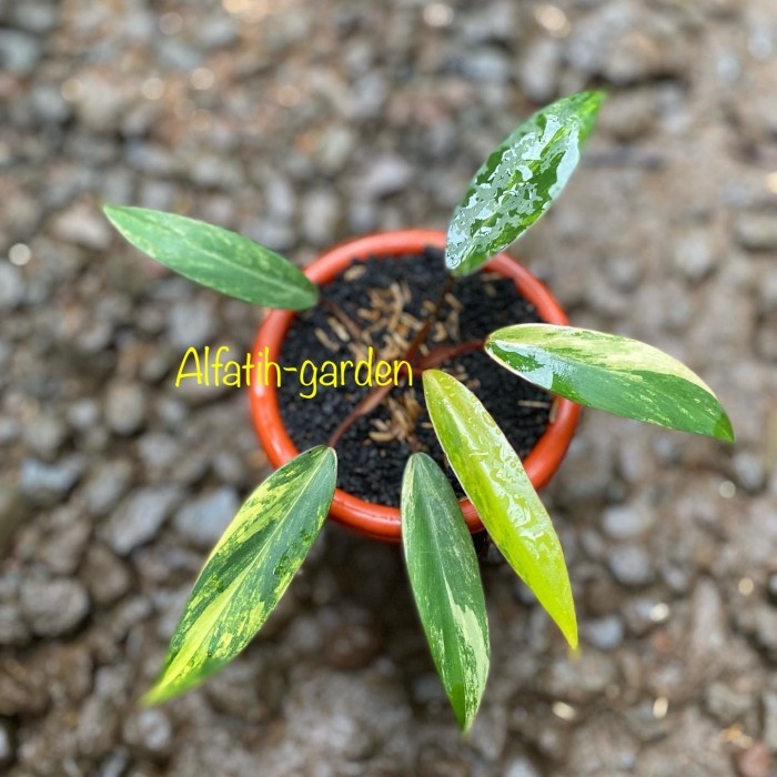 philodendron strawberry shake