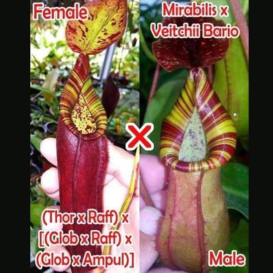 Nepenthes (TR x GR x GA) X (Mirab x Veitchii Bario)