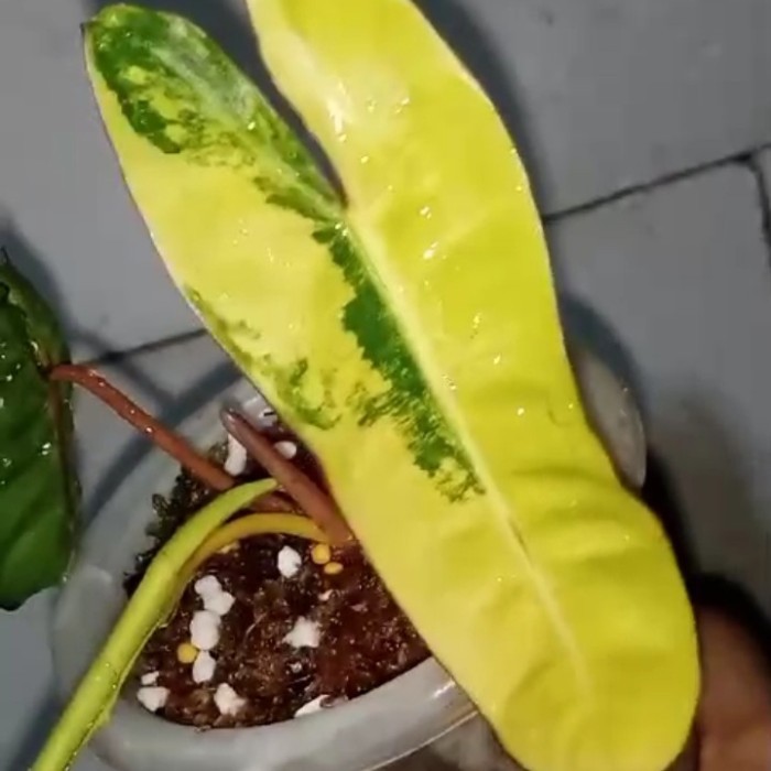 Philodendron Billietiae Variegata Kabel Busi Var Ekonomis
