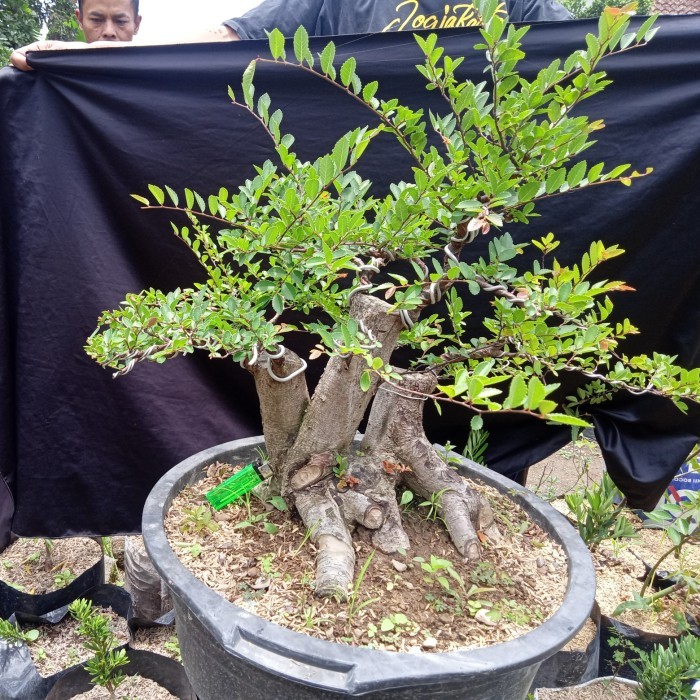bonsai jadi ulmus