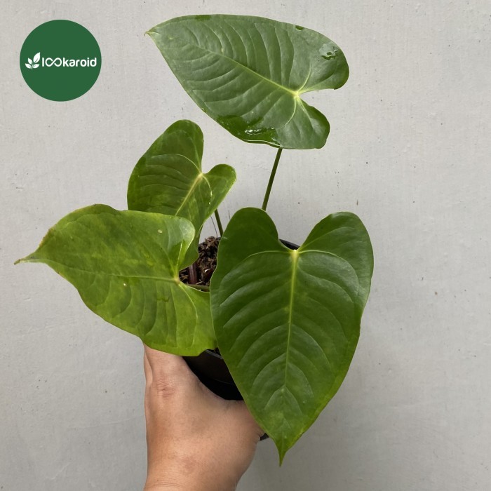 Tanaman Hias Anthurium Veitchii Hybrid Lookaroid