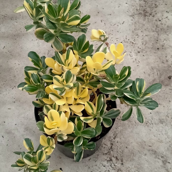 Jade plant var jumbo