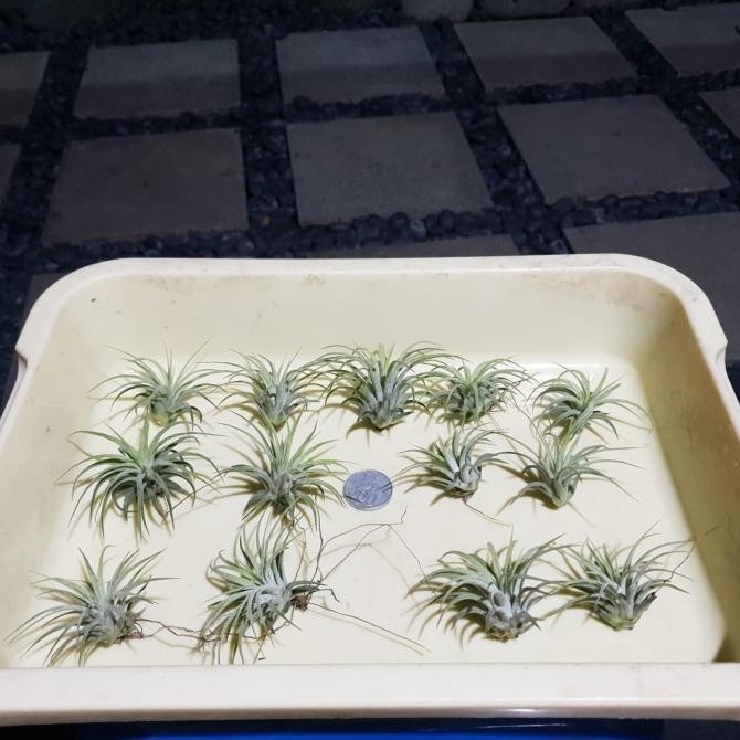 tillandsia rubra paket pemula