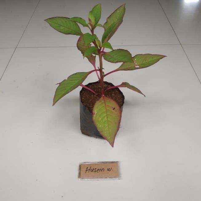 Restock* Bibit Ginseng Merah Korea | Tanaman Ginseng Merah Korea