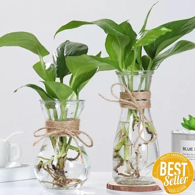 VAS BUNGA KACA AESTHETIC TALI RAMI POT TANAMAN AIR HIDROPONIK