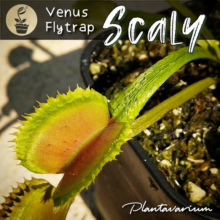 Exclusive Clone Venus Flytrap / Fly Trap / VFT Scaly