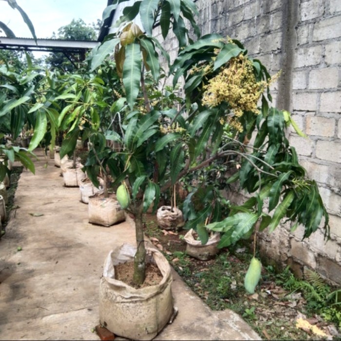 BIBIT TANAMAN BUAH MANGGA MAHATIR BERBUAH BERBUNGA