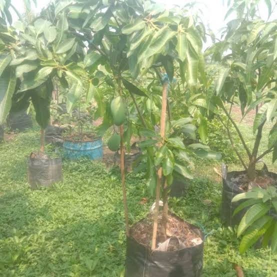 POHON MANGGA COKANAN SUDAH BERBUAH /BERBUNGA