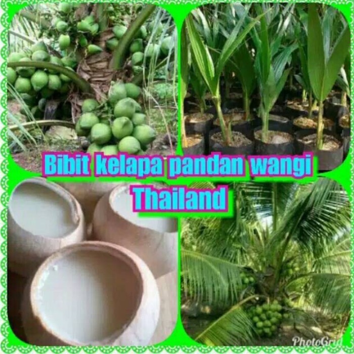 Bibit Tanaman Kelapa Pandan Wangi Thailand