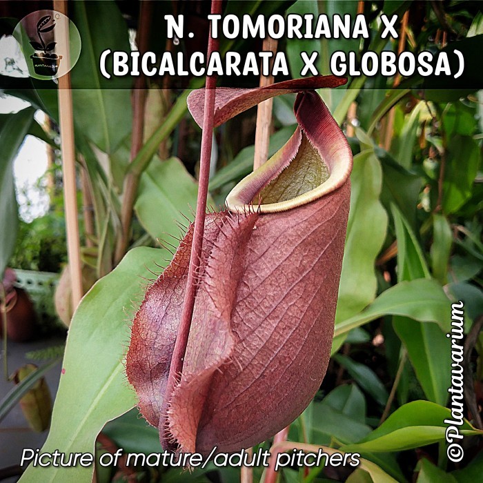Tanaman Kantong Semar Nepenthes tomoriana x (bicalcarata x globosa)