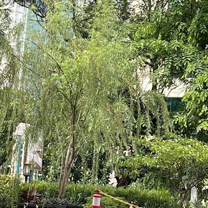 pohon liang Liu janda merana