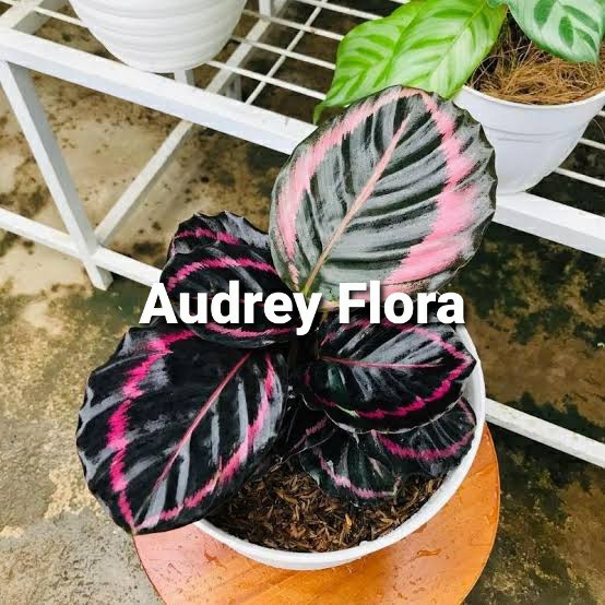 Tanaman Hias Calathea Pink Jessy - Calathea Pink